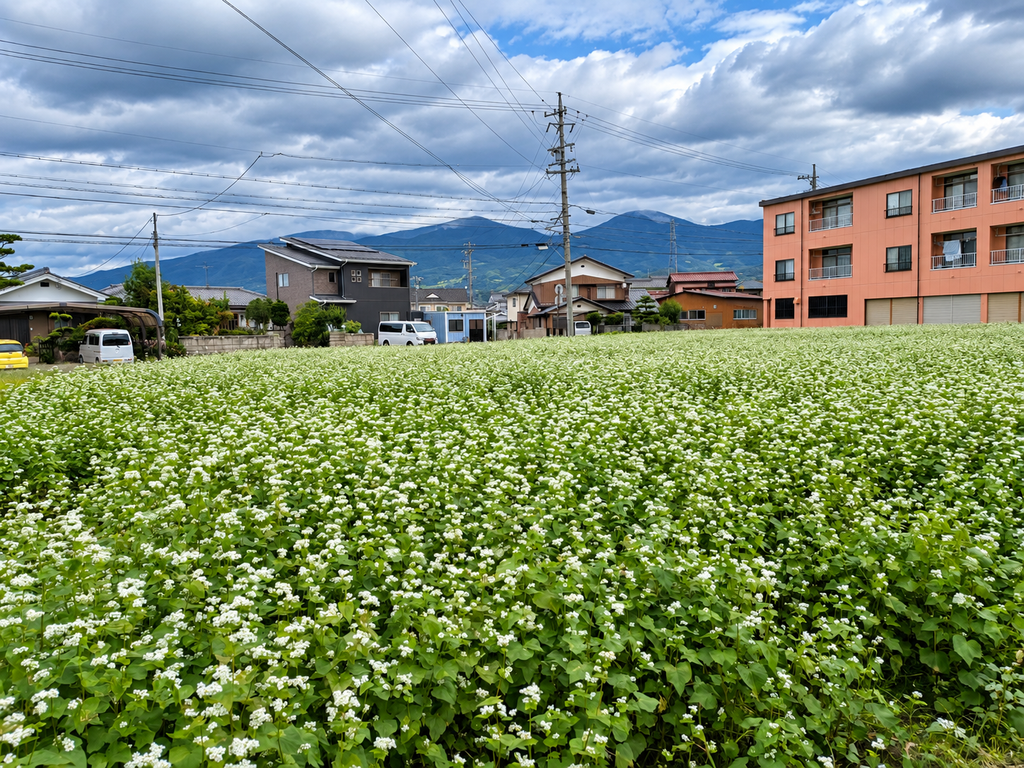 長野県小諸市のそば畑に咲く信濃1号の白い花 2026年新そば