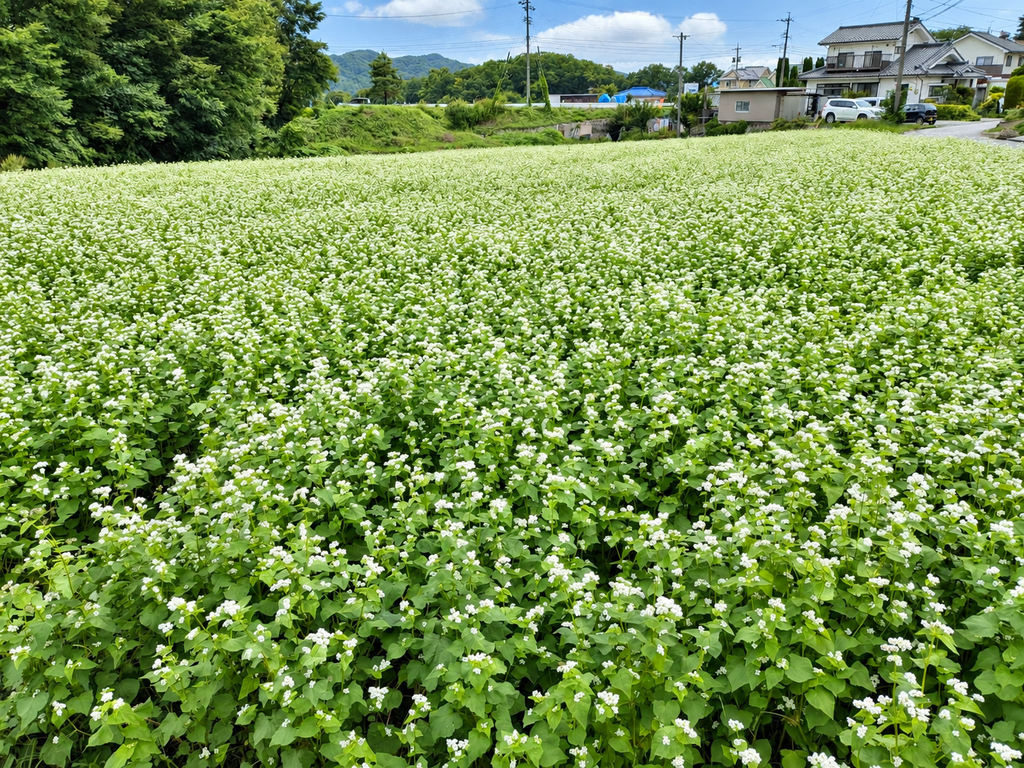 大西製粉の小諸自社農園 約5ヘクタールのそば畑と信濃1号