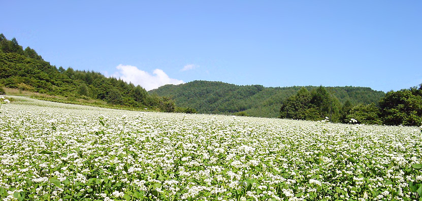 そば畑