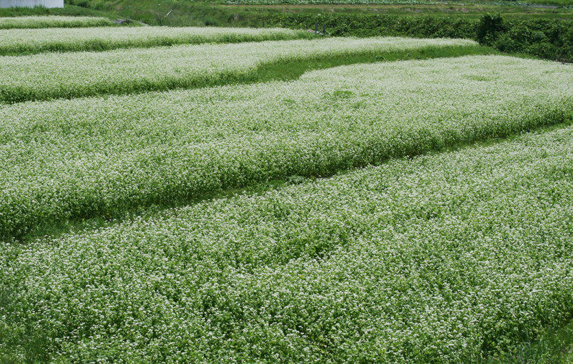 夏蕎麦