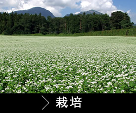 そば栽培