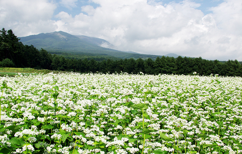 長野県産そば